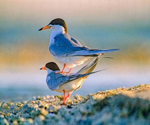 Common Terns Black Ornate Wood Framed Art Print with Double Matting by Fitzharris, Tim