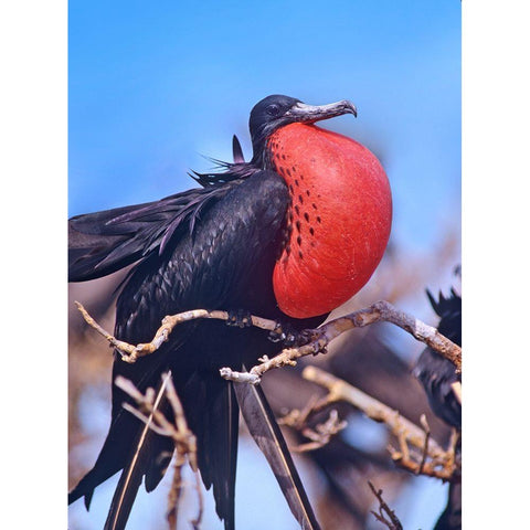 Magnificent Frigatebird in Courtship Display Black Modern Wood Framed Art Print by Fitzharris, Tim