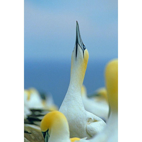 Northern Gannet I Gold Ornate Wood Framed Art Print with Double Matting by Fitzharris, Tim