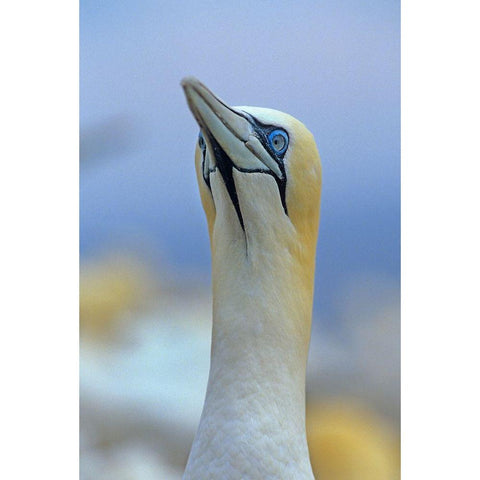 Northern Gannet II Black Modern Wood Framed Art Print with Double Matting by Fitzharris, Tim