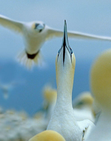 Northern Gannets at Rookery-Bonaventure Island-Quebec Black Ornate Wood Framed Art Print with Double Matting by Fitzharris, Tim