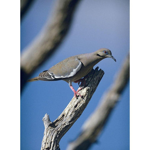 White-winged Dove Black Modern Wood Framed Art Print with Double Matting by Fitzharris, Tim