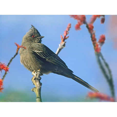 Phainopepla on Ocotillo-Arizona White Modern Wood Framed Art Print by Fitzharris, Tim