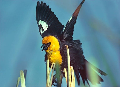 Yellow-headed Blackbird Black Ornate Wood Framed Art Print with Double Matting by Fitzharris, Tim