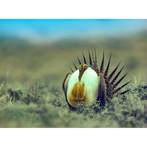 Sage Grouse in Courtship Display Black Modern Wood Framed Art Print with Double Matting by Fitzharris, Tim