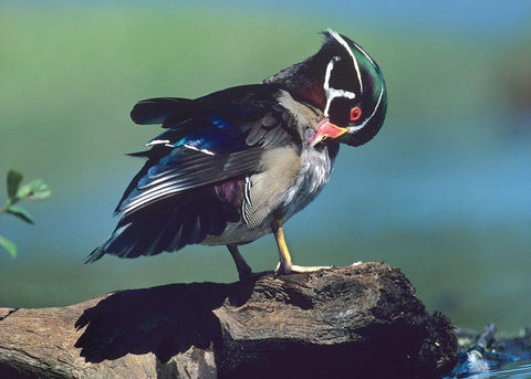 Wood Duck Drake Preening Black Ornate Wood Framed Art Print with Double Matting by Fitzharris, Tim