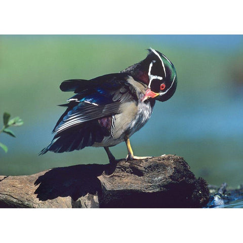 Wood Duck Drake Preening Black Modern Wood Framed Art Print with Double Matting by Fitzharris, Tim