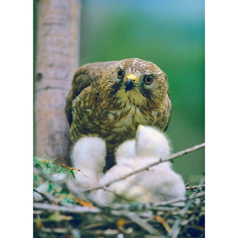 Broad-winged Hawk White Modern Wood Framed Art Print by Fitzharris, Tim