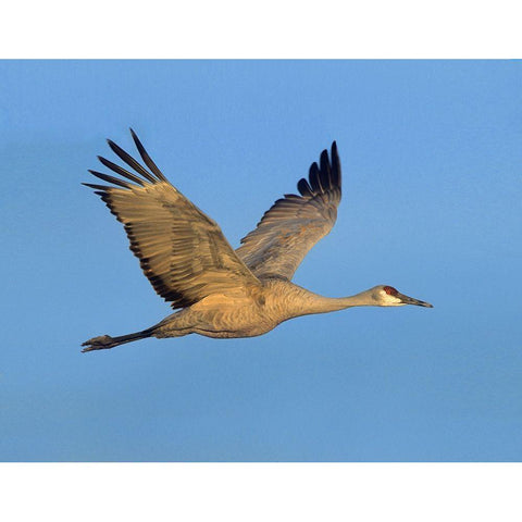 Sandhill Crane White Modern Wood Framed Art Print by Fitzharris, Tim