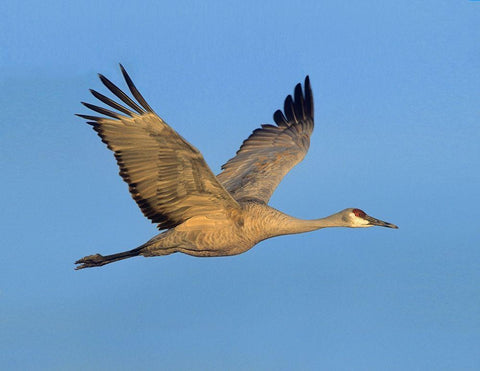 Sandhill Crane White Modern Wood Framed Art Print with Double Matting by Fitzharris, Tim