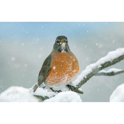 American Robin with Snow Gold Ornate Wood Framed Art Print with Double Matting by Fitzharris, Tim