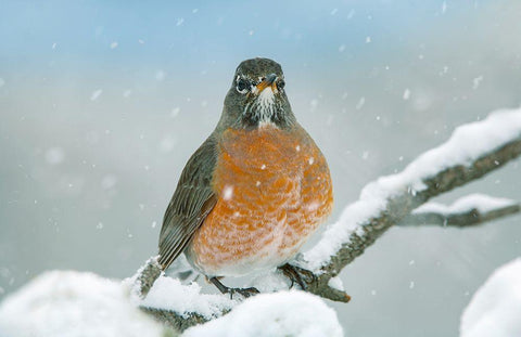 American Robin with Snow White Modern Wood Framed Art Print with Double Matting by Fitzharris, Tim