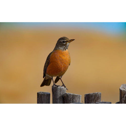 American Robin Black Modern Wood Framed Art Print with Double Matting by Fitzharris, Tim