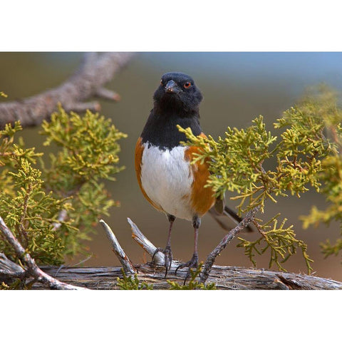 Rufous-sided Towhee Black Modern Wood Framed Art Print with Double Matting by Fitzharris, Tim