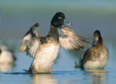 Lesser Scaup Drake Exercising his Wings White Modern Wood Framed Art Print with Double Matting by Fitzharris, Tim