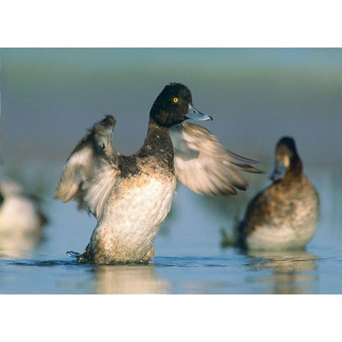 Lesser Scaup Drake Exercising his Wings Gold Ornate Wood Framed Art Print with Double Matting by Fitzharris, Tim