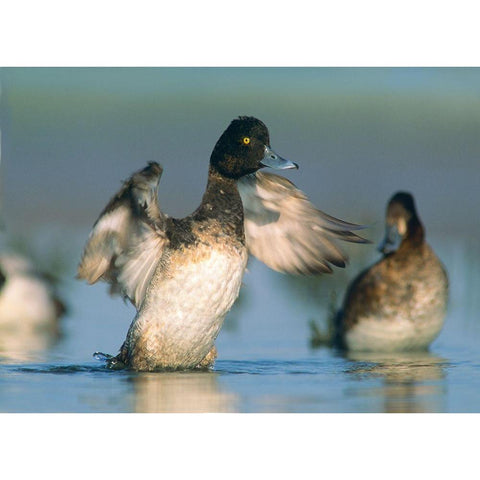 Lesser Scaup Drake Exercising his Wings White Modern Wood Framed Art Print by Fitzharris, Tim