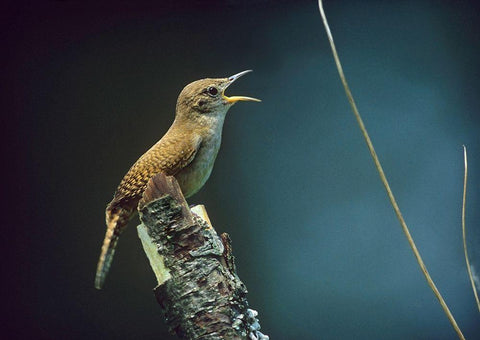 House Wren Singing White Modern Wood Framed Art Print with Double Matting by Fitzharris, Tim