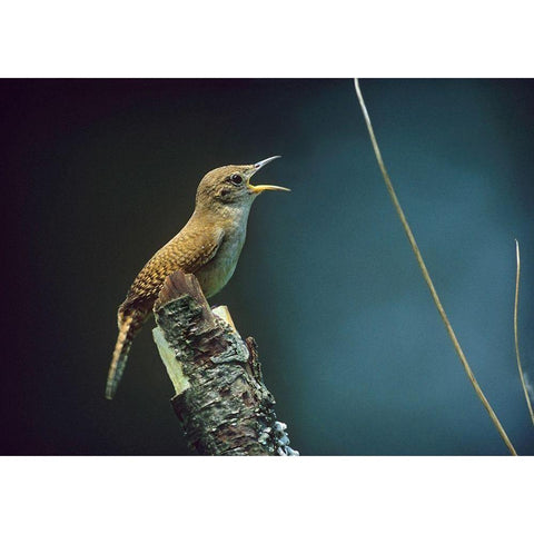House Wren Singing Gold Ornate Wood Framed Art Print with Double Matting by Fitzharris, Tim