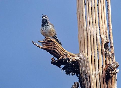 Cactus Wren on Saguaro Cactus Skeleton White Modern Wood Framed Art Print with Double Matting by Fitzharris, Tim