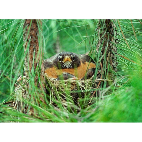 American Robin on Nest with Young Black Modern Wood Framed Art Print with Double Matting by Fitzharris, Tim