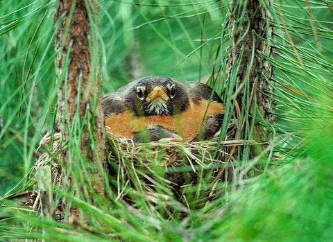 American Robin on Nest with Young Black Ornate Wood Framed Art Print with Double Matting by Fitzharris, Tim