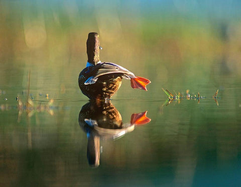 Northern Shoveler Duck Stretching White Modern Wood Framed Art Print with Double Matting by Fitzharris, Tim