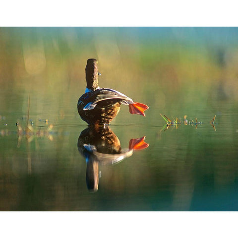 Northern Shoveler Duck Stretching Black Modern Wood Framed Art Print with Double Matting by Fitzharris, Tim