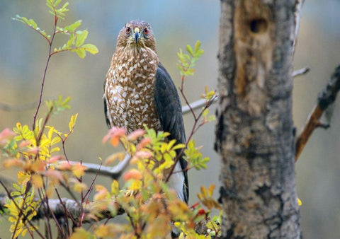 Coopers Hawk Black Ornate Wood Framed Art Print with Double Matting by Fitzharris, Tim