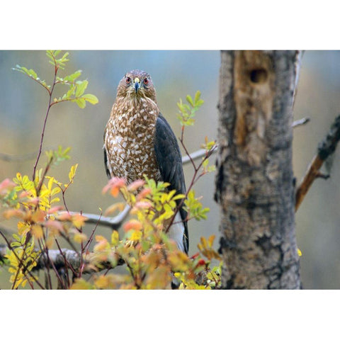 Coopers Hawk Black Modern Wood Framed Art Print with Double Matting by Fitzharris, Tim