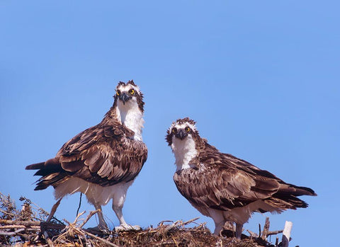 Ospreys on Nest White Modern Wood Framed Art Print with Double Matting by Fitzharris, Tim