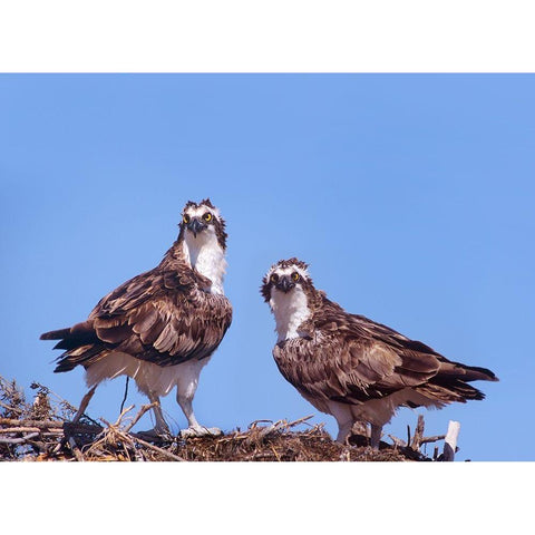 Ospreys on Nest Gold Ornate Wood Framed Art Print with Double Matting by Fitzharris, Tim