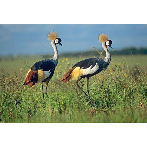 Crowned Cranes Pair Black Modern Wood Framed Art Print with Double Matting by Fitzharris, Tim