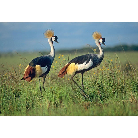 Crowned Cranes Pair White Modern Wood Framed Art Print by Fitzharris, Tim