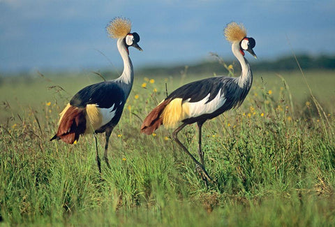 Crowned Cranes Pair White Modern Wood Framed Art Print with Double Matting by Fitzharris, Tim