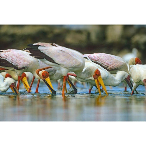 Yellow-billed Storks Feeding-Kenya Black Modern Wood Framed Art Print with Double Matting by Fitzharris, Tim