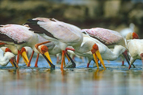 Yellow-billed Storks Feeding-Kenya Black Ornate Wood Framed Art Print with Double Matting by Fitzharris, Tim