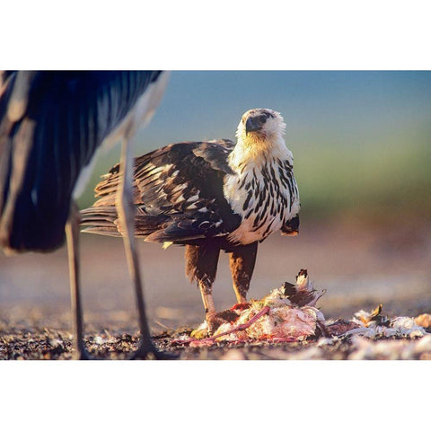 African Fish Eagle over Flamigo Carcass-Kenya Gold Ornate Wood Framed Art Print with Double Matting by Fitzharris, Tim