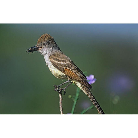 Ash-throated Flycatcher with Insect Black Modern Wood Framed Art Print with Double Matting by Fitzharris, Tim