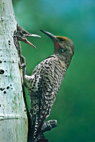 Northern Flicker Male Feeding Young White Modern Wood Framed Art Print with Double Matting by Fitzharris, Tim