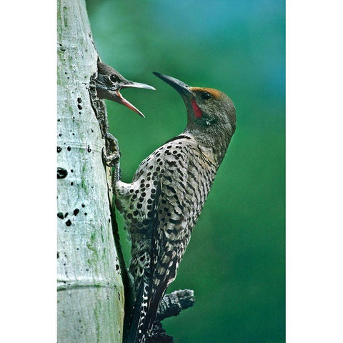 Northern Flicker Male Feeding Young Gold Ornate Wood Framed Art Print with Double Matting by Fitzharris, Tim