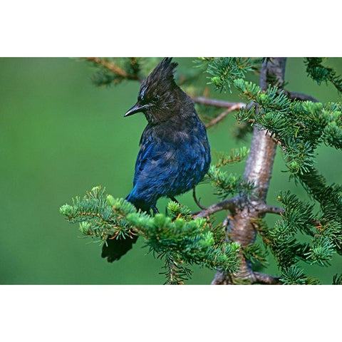 Stellers Jay Black Modern Wood Framed Art Print with Double Matting by Fitzharris, Tim