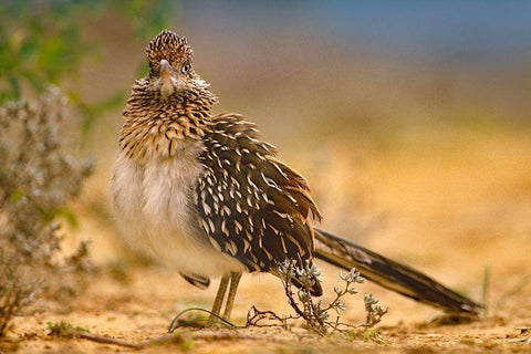 Greater Roadrunner Sunning Black Ornate Wood Framed Art Print with Double Matting by Fitzharris, Tim