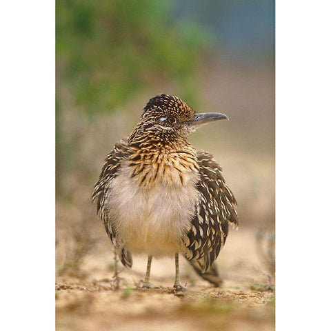 Greater Roadrunner Black Modern Wood Framed Art Print by Fitzharris, Tim