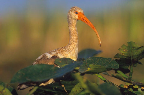 Immature White Ibis Black Ornate Wood Framed Art Print with Double Matting by Fitzharris, Tim