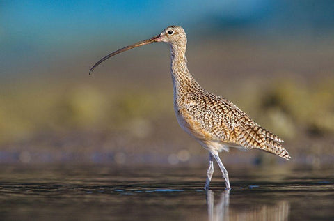 Long-billed Curlew White Modern Wood Framed Art Print with Double Matting by Fitzharris, Tim