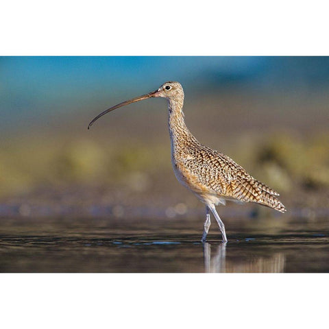 Long-billed Curlew Black Modern Wood Framed Art Print with Double Matting by Fitzharris, Tim