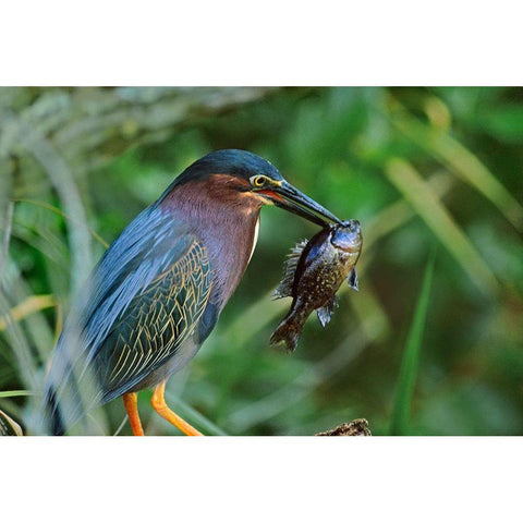 Green Heron with Fish White Modern Wood Framed Art Print by Fitzharris, Tim