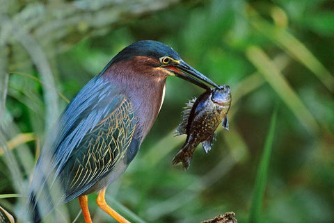 Green Heron with Fish White Modern Wood Framed Art Print with Double Matting by Fitzharris, Tim