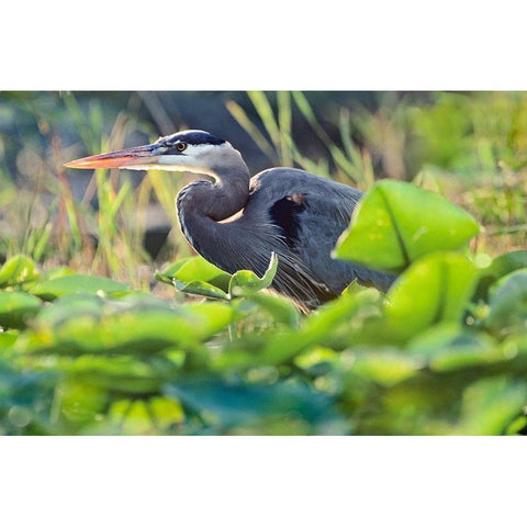 Great Blue Heron in Lily Pads Gold Ornate Wood Framed Art Print with Double Matting by Fitzharris, Tim